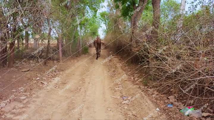 جمال تمشي على طريق ترابي