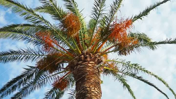 ثمار تمر ناضجة على أغصان شجرة نخيل، فينيكس داكتيليفيرا