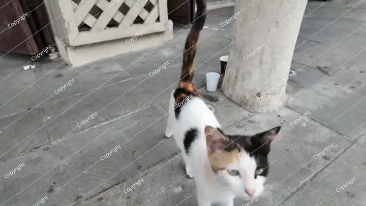 قطة ضالة تُصدر مواءً في شارع جدة