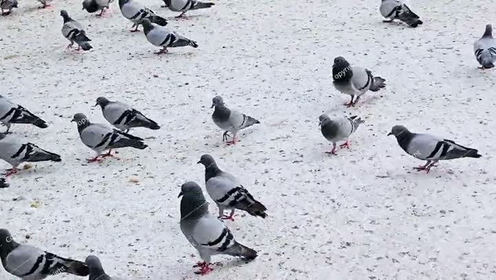 Makkah Pigeons, distinguished by the beauty of its shape, colors, long neck..
