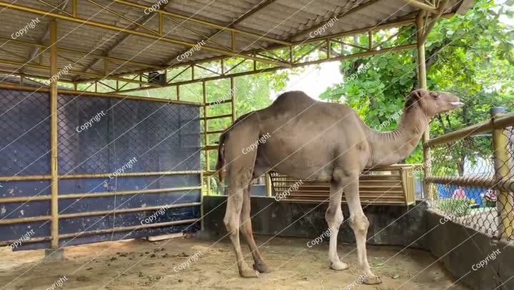 الجمل العربي (Camelus dromedarius) في حظيرته. للجمل العربي سنام واحد.