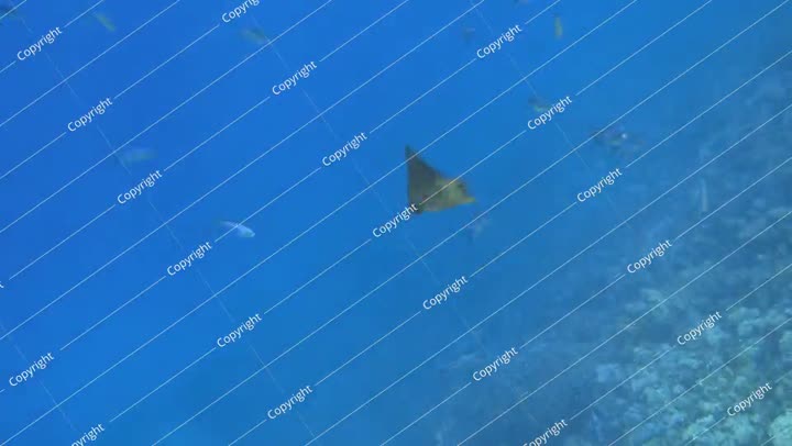 Spotted eagle ray swimming in the blue sea