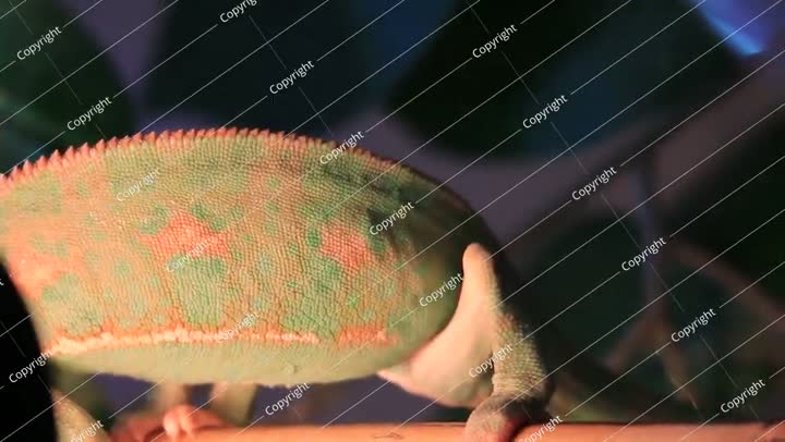 الحرباء المحجبة، ذات الرأس المخروطي Chamaeleo calyptratus.