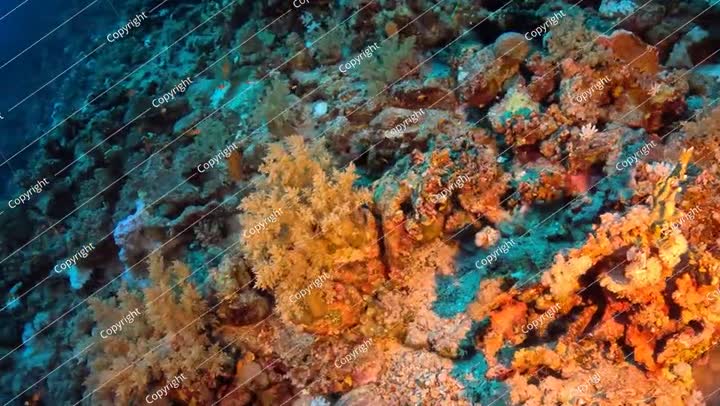 Marine life in the tropical sea, vivid seascape travel footage