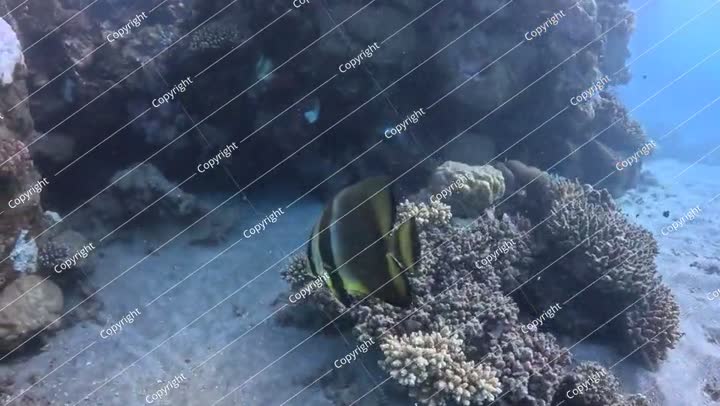 الشعاب المرجانية في البحر العكر، والأسماك السابحة (سمكة الخفاش طويلة الزعانف، بلاتاكس تيرا)