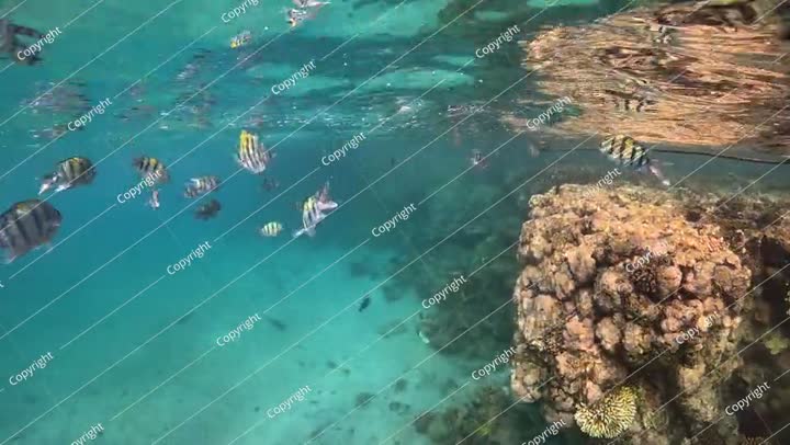 الحياة البحرية والأسماك، لقطات من رحلات الغطس. غطس مع الأسماك