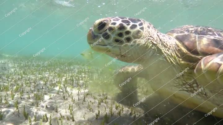 سلحفاة بحرية خضراء تتقيأ عشب البحر أثناء التغذية، بحركة بطيئة