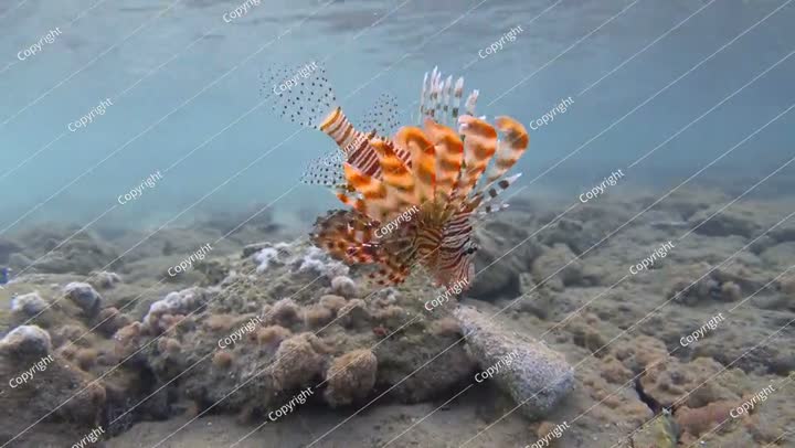 سمكة الأسد الحمراء في البحر الاستوائي