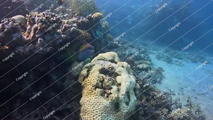 Vivid blue sea and shallow coral reef. Camera moving over tropical coral reef