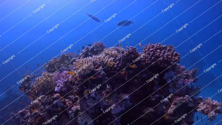 شعاب مرجانية غنية بالألوان الزاهية مع أسماك سباحة وحياة بحرية استوائية.