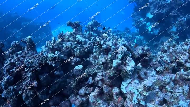 الحياة البحرية. المحيط الاستوائي الأزرق، والشعاب المرجانية، والأسماك السابحة