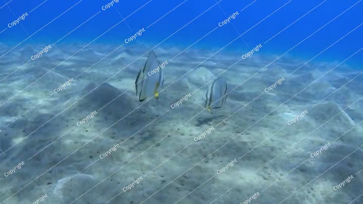 سمكة الخفاش تسبح في البحر. سمكة المجرفة، تصوير بطيء