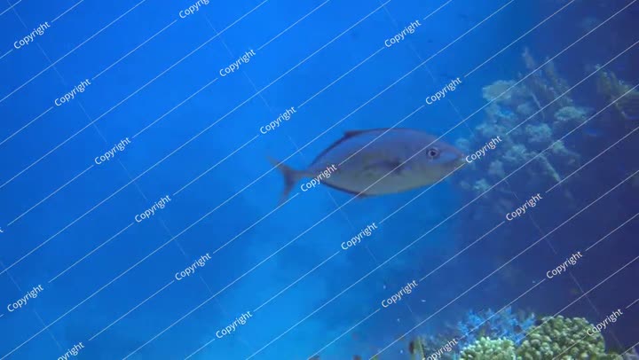 Orangespotted trevally swimming in the sea, 8x slow motion. Video footage