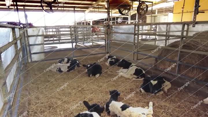 One day old calves of Holstein Friesian breed