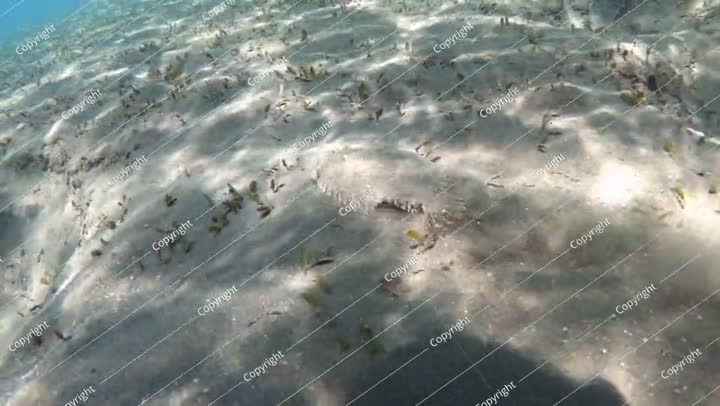 سمكة مفلطحة تسبح في البحر. تصوير بطيء