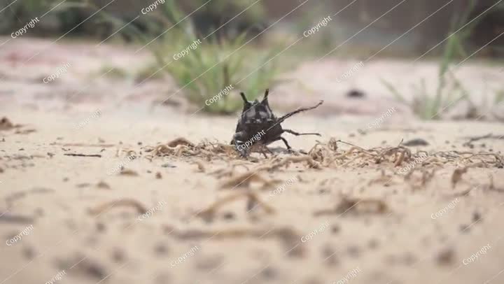 Rhinoceros Beetle Walking on Sandy Ground After Morning Rain