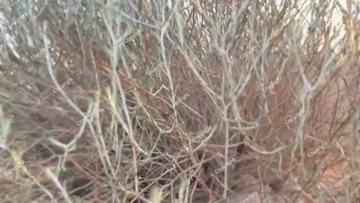 تصوير صحراء الكويت مع الغيوم في السماء