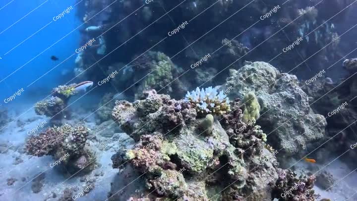 Shallow coral reef with the swimming fish and vivid blue sea