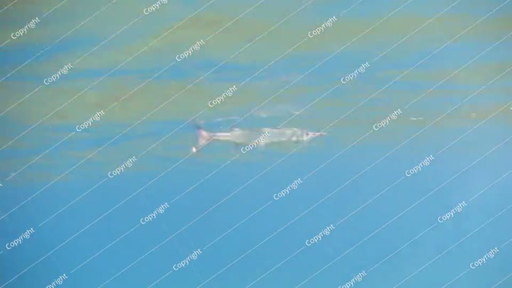 سمكة الإبرة تسبح في البحر الأزرق