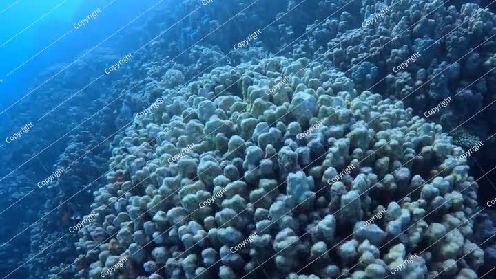 الشعاب المرجانية والأسماك والحياة البحرية. الحياة البرية المهددة بالانقراض في المحيط