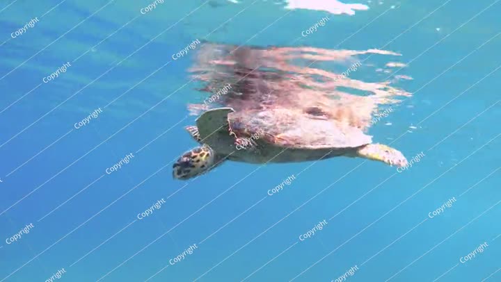 سلحفاة بحرية تستريح بالقرب من سطح الماء