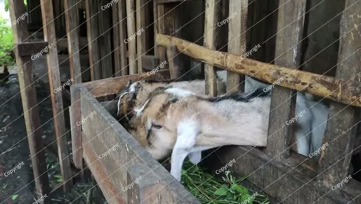 اثنين من الماعز يأكلون العشب في القفص.