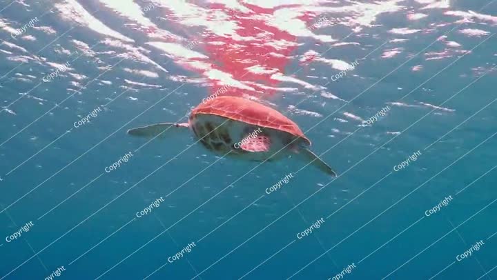 سلحفاة بحرية تتنفس وتسبح بالقرب من سطح الماء. سلحفاة تتنفس.