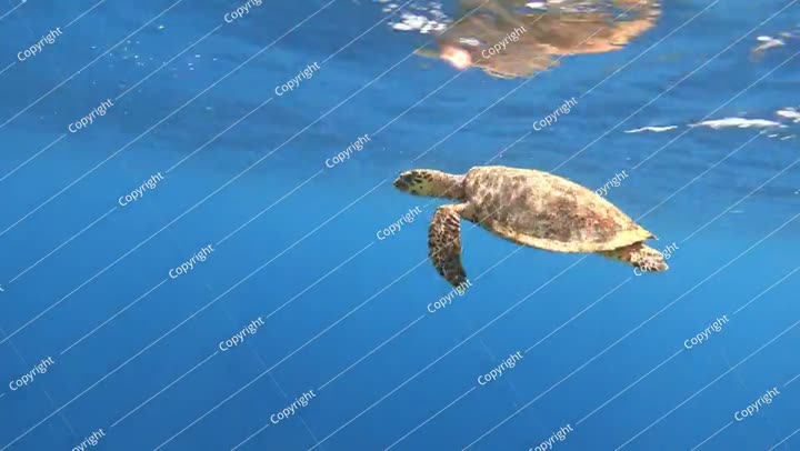 Sea turtle swimming in the blue sea underwater, 4K video footage