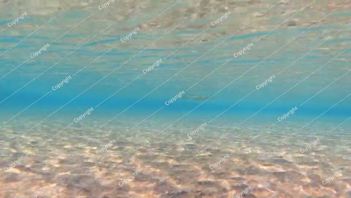 سمكة كلب البحر الأحمر (Tylosurus choram) في البحر الضحل، لقطات فيديو تحت الماء