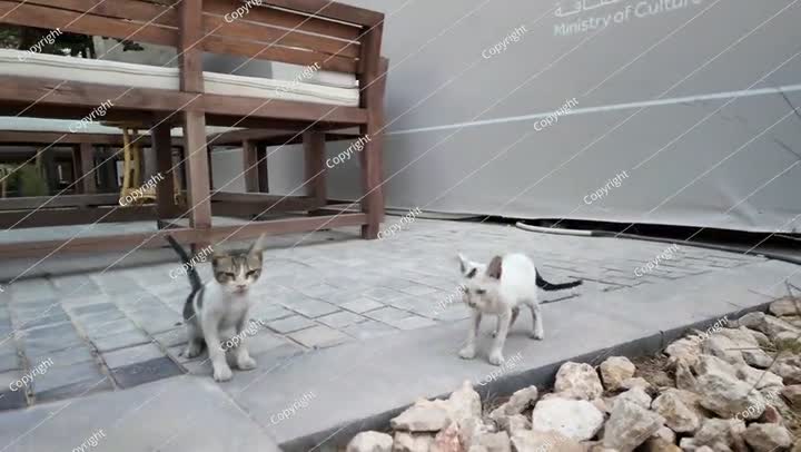 قطط ضالة تتجول بالقرب من وزارة الثقافة في جدة