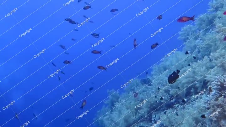 مغامرة غوص سكوبا على الشعاب المرجانية مع الحياة البحرية. شعاب مرجانية استوائية خلابة