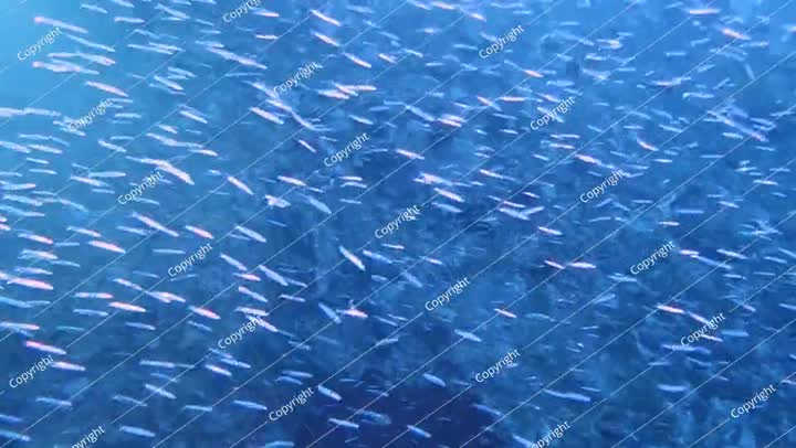 مجموعة من الأسماك تسبح بسرعة تحت الماء فوق حطام السفينة في البحر الأزرق العميق