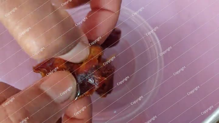 قشر بذور النخيل