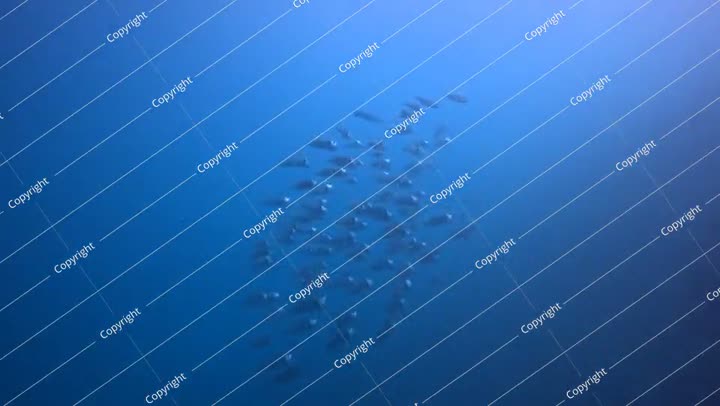 مجموعة من الأسماك الفضية (الماكريل الهندي) تسبح في المحيط الأزرق العميق العكر