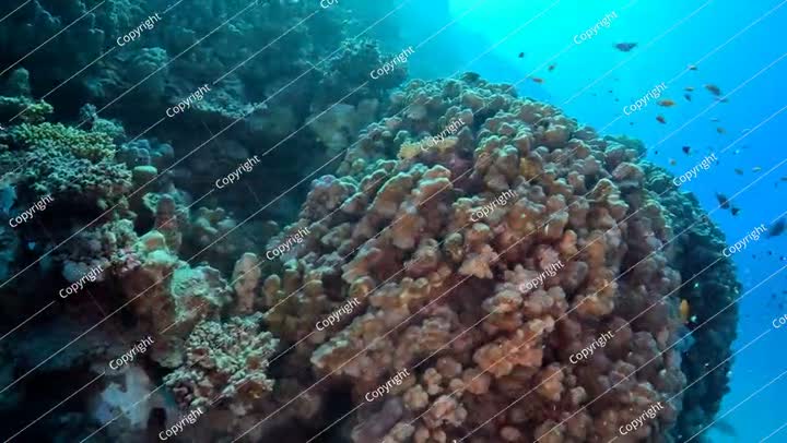 Coral reef in the ocean, tropical water, swimming reef fish and corals