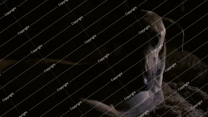 صورة مقربة لكلب السلوقي السلوقي وهو مستلق في الظلام.