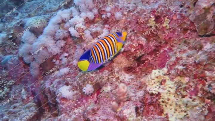 Swimming tropical fish - the royal angelfish (Pygoplites diacanthus).