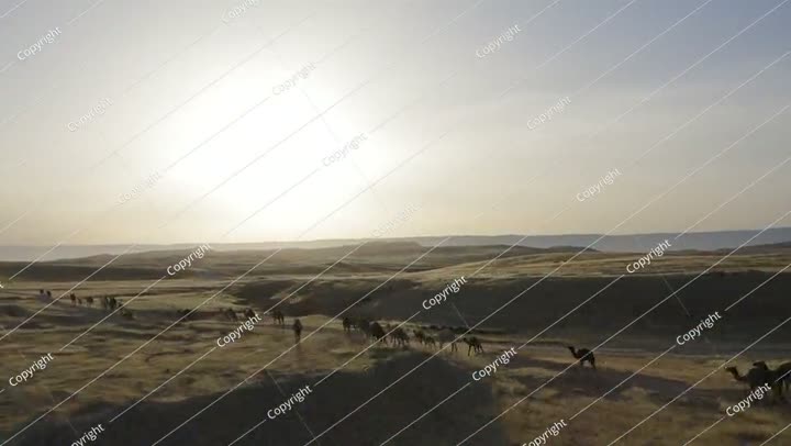 قافلة الجمال تعبر المناظر الطبيعية الصحراوية عند شروق الشمس، منظر جوي.