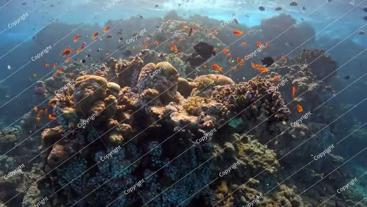 أسماك استوائية تسبح، بحر ضحل أزرق مع شمس وشعاب مرجانية ملونة