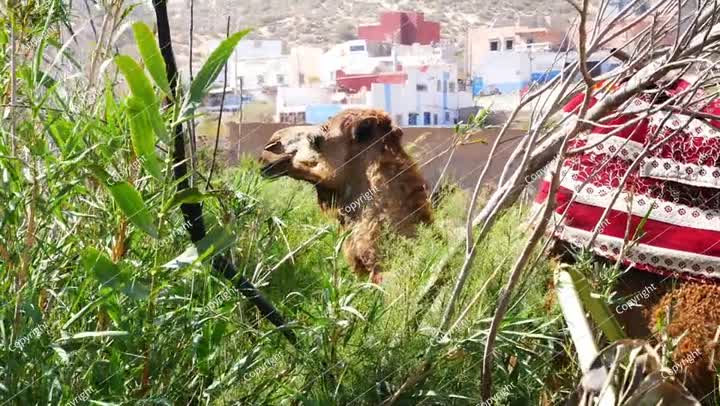 الجمل العربي في المغرب. حيوانات برية وحيوانات مزرعة للنقل