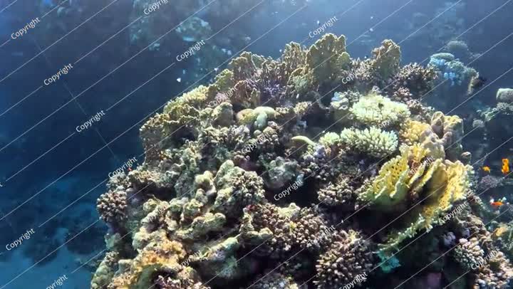 Vivid shallow colorful coral reef with swimming red fish. Scuba diving