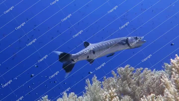 الشعاب المرجانية والأسماك، فيديو تحت الماء من غوص سكوبا. سمكة باراكودا تسبح.