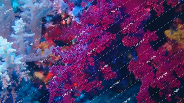Detail footage of dark red tropical reef. Colorful coral and swimming fish.