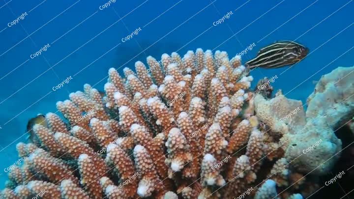تفاصيل الشعاب المرجانية (Acroporidae) ومجموعة من الأسماك الصغيرة السابحة.