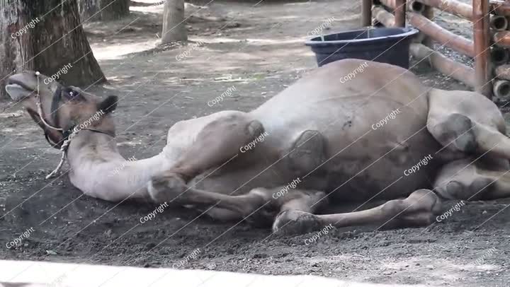 الجمل على الأرض