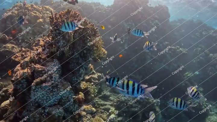 مجموعة أسماك (رقيب المحيطين الهندي والهادئ - أبو دفدو فيجينسيس) والشعاب المرجانية الاستوائية