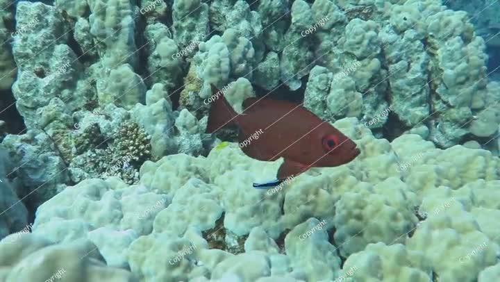 Tropical fish - the lunar-tailed bigeye (Priacanthus hamrur) on the coral reef