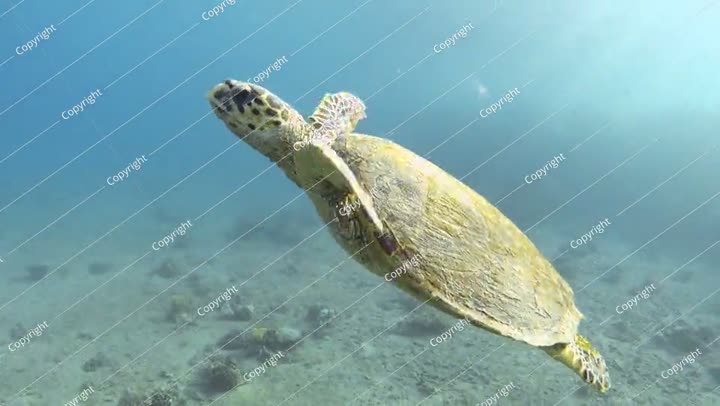 سلحفاة منقار الصقر تسبح في البحر الأزرق تحت الماء، عن قرب