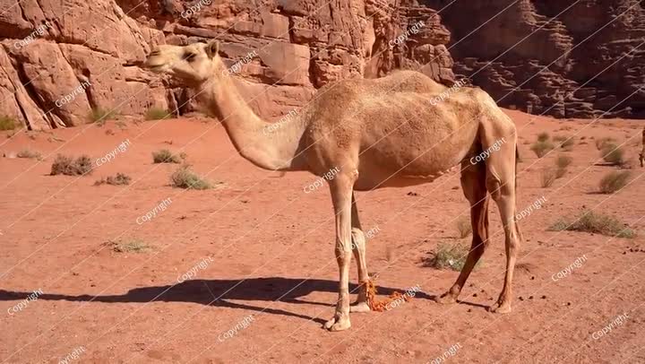 جمل صغير في الصحراء