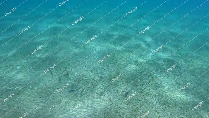 Predator fish - barracuda swimming in the blue green bay